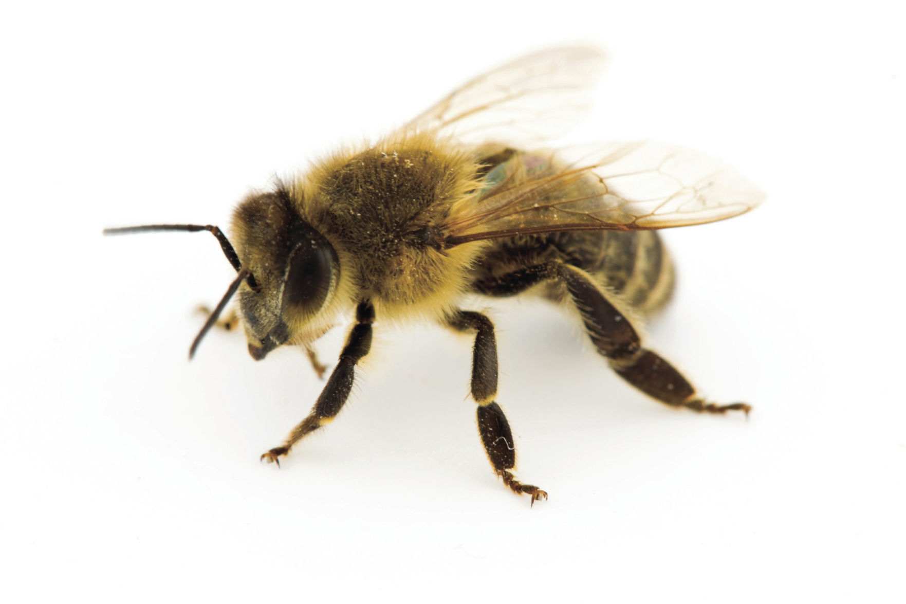 STOCK_HONEY BEE.jpg